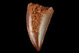 Serrated, Raptor Tooth - Real Dinosaur Tooth #158980-1